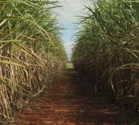 Programa RenovaBio deve injetar R$ 9 bi no setor de bioenergia no país