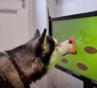 Videogame para cachorro?