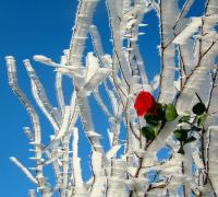 Santo de casa também faz milagre