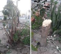 Gentio do Ouro: Ex-secretário denuncia corte de árvores em Santo Inácio