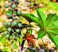 Conab aponta crescimento de 100% na produção da mamona na Bahia 