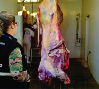 Abatedouro de Xique-Xique é notificado e têm 15 dias para corrigir irregularidades